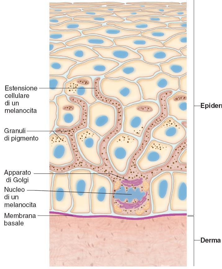 Epidermide: i melanociti 30 I melanociti si trovano nello strato basale.