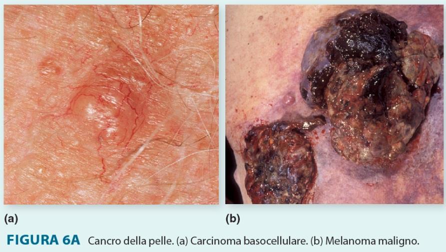 Tramite queste estensioni il pigmento (melanina) è trasferito per secrezione citocrina nelle cellule epiteliali o cheratinociti.