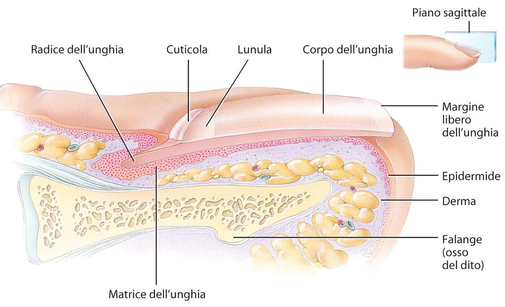 Gli annessi cutanei: le unghie 32 Ogni unghia è costituita da una lamina ungueale, che ricopre una superficie di pelle chiamata letto ungueale, derivato da cellule epiteliali specializzate in