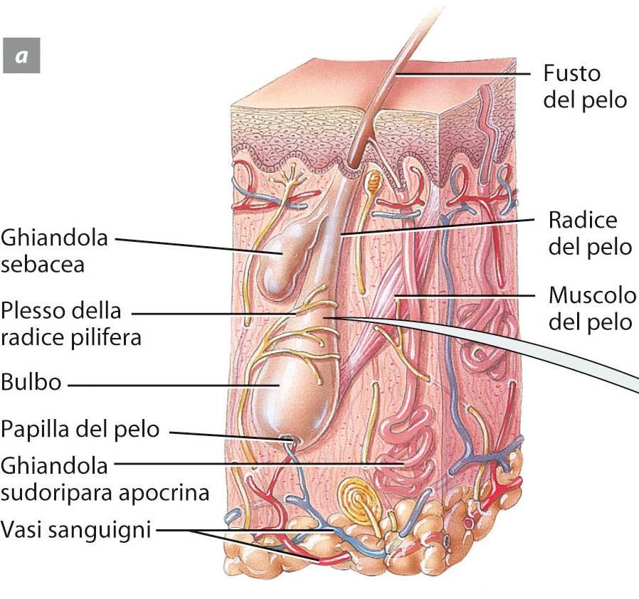Gli annessi cutanei: i follicoli piliferi 33 Il pelo è un filamento di cellule cheratinizzate, morte, sovrapposte.