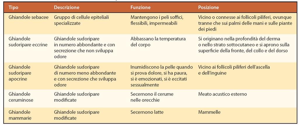 Le ghiandole dell apparato tegumentario: tabella riassuntiva 35