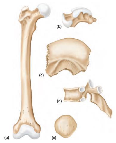 Apparato scheletrico: classificazione morfologica delle ossa 40 a) Lunghe: presentano un asse longitudinale prevalente sulle altre ed estremità espanse (radio, ulna, femore) b) Brevi: forma