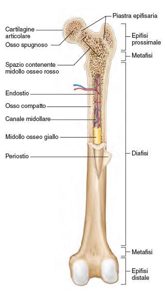 morfologia dell ossa lungo 41 epifisi estremità espansa che si articola con altri segmenti ossei; sono costituite di t. osseo spugnoso ricoperto da un sottile strato di t.