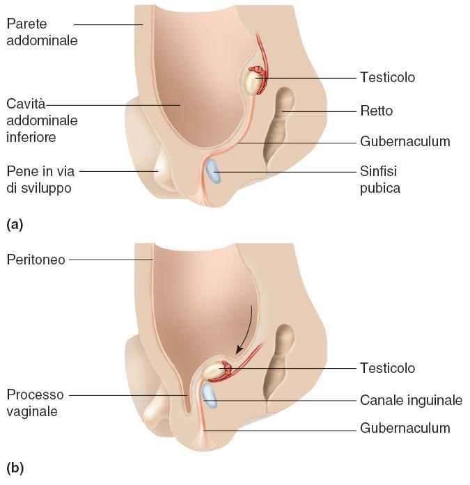 Discesa dei testicoli 7 In un feto maschio i testicoli originano da masse di tessuto posteriori al peritoneo parietale, vicine ai reni in via di sviluppo.