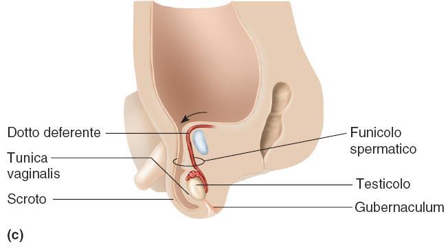 canale inguinale. Ogni testicolo porta con se una vena, un arteria e nervi un dotto escretore in formazione a formare il funicolo spermatico.