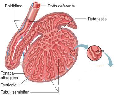 I testicoli 8 Sono strutture ovoidali di circa 5 cm di lunghezza e 3 cm di diametro.