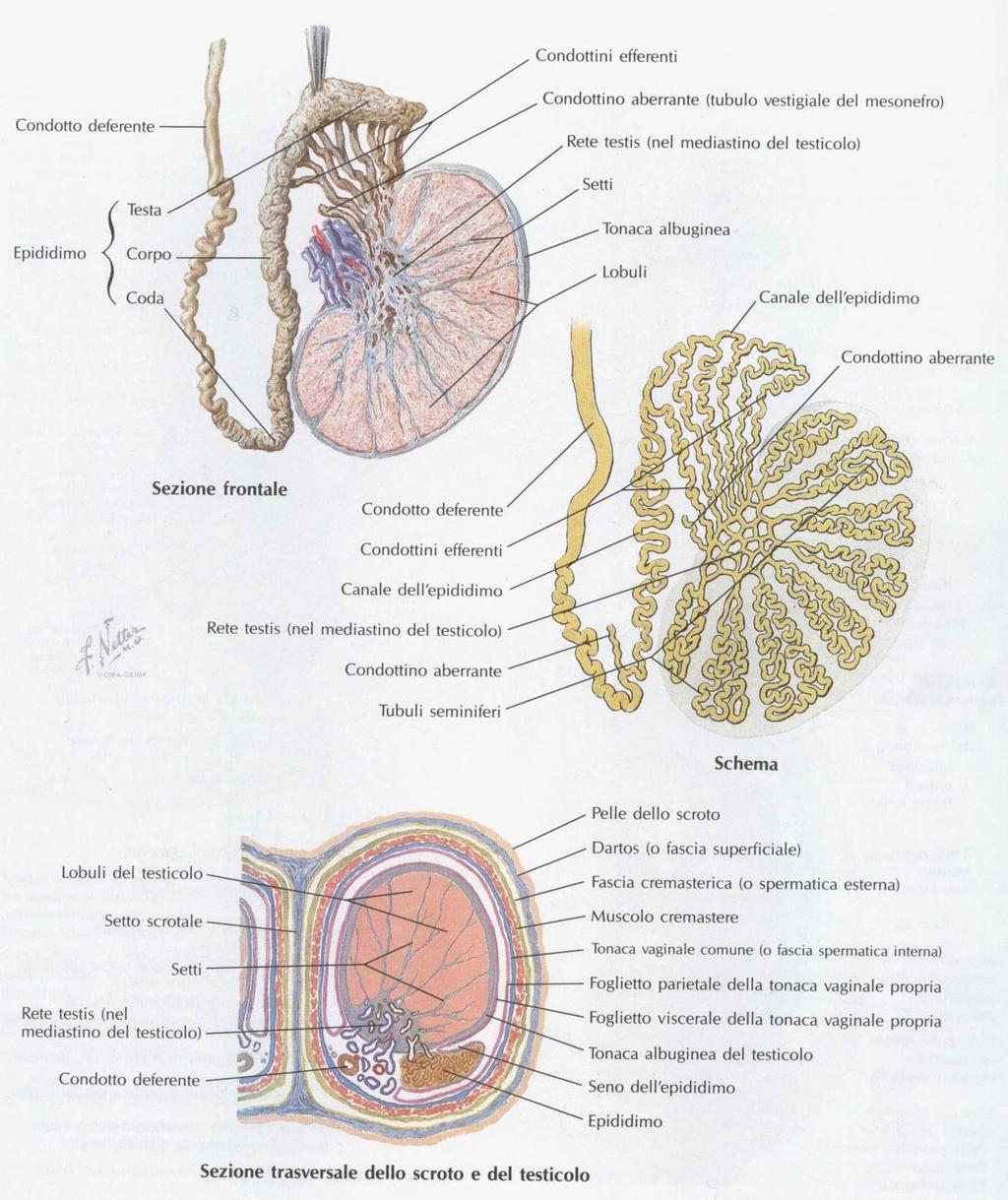 Tubuli seminiferi 9 I tubuli seminiferi confluiscono verso il mediastino testicolare a formare una complessa rete di canali chiamata rete testis, dalla quale prendono origine diversi condotti