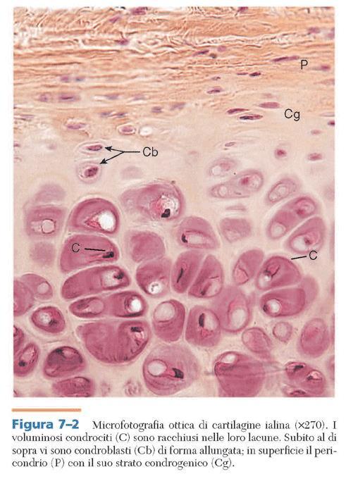 Cartilagine Ialina Aspetto Traslucido + proteoglicani e GAG, - collagene II Resistenza a compressione e flessione.