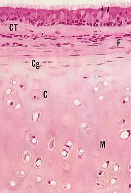 condrogeniche) Vascolarizzato, fornisce nutrienti alla cartilagine Assente quando la