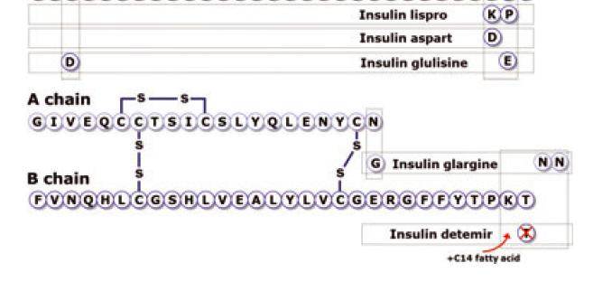 Gli analoghi dell insulina
