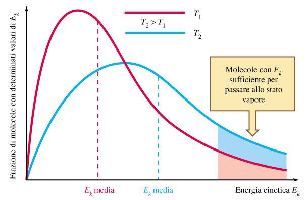 Frazione delle molecole di liquido con energia sufficiente a passare allo stato di vapore: curva di distribuzione di Maxwell-Boltzmann E* energia minima per lasciare il liquido E caratteristica di