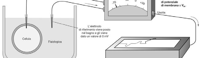 membrana (I) Misura della differenza di