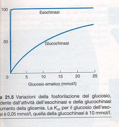 2 isoforme dello stesso enzima, catalizzante la 18 fosforilazione del glucosio ESOCHINASI Km bassa (=0,05 mm) affinità alta