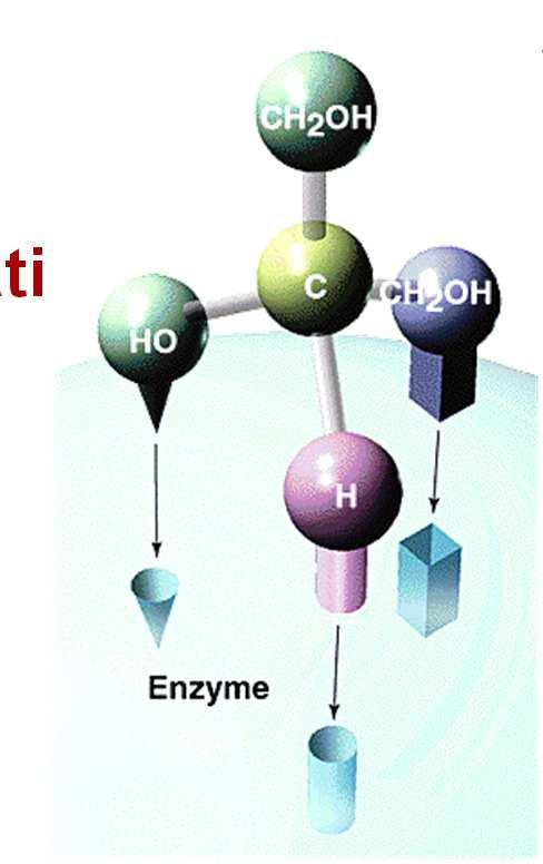Nelle reazioni catalizzate i reagenti si chiamano substrati Specificità 5 Gli enzimi riconoscono selettivamente i propri substrati Gli