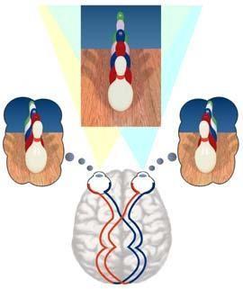 Stereopsi Da stereo che significa spazio e opsis che significa comparsa Processo attraverso la quale il cervello fonde le due immagini generando la