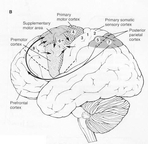 Le mappe corticali: l Homunculus (Penfield, 1950) Rappresentazione corticale dell area motoria primaria (area 4).