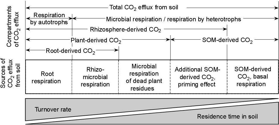 Nelle misure in situ l efflusso di CO 2 indica il livello di attività biologica dell intera comunità vivente del suolo comprensiva dei