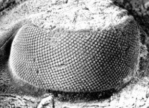 Morfologia - Occhi Gli occhi composti dei trilobiti erano essenzialmente di tre tipi: Olocroico E