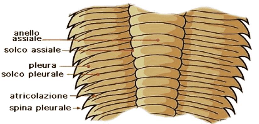 Morfologia Thorax lato dorsale Corrisponde alla parte mediana segmentata del corpo E formata da metameri, da 2 a più di 60.