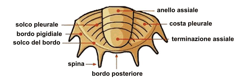 Morfologia Pygidium Lato dorsale Costituisce l estremità posteriore (caudale) del trilobite.