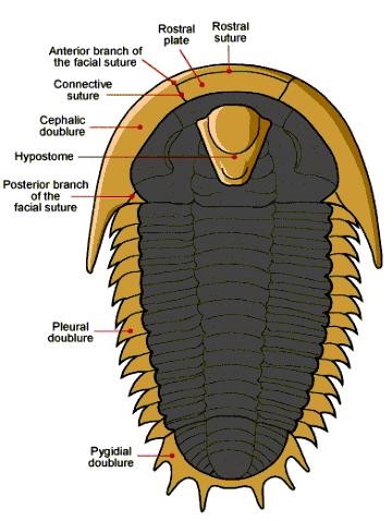 Morfologia Lato ventrale Solitamente la parte ventrale dei trilobiti è scarsamente conservata,