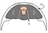 Morfologia Lato ventrale Solitamente la parte ventrale dei trilobiti è