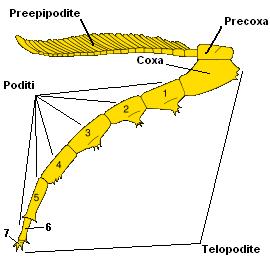 Morfologia Lato ventrale Sul lato ventrale ogni metamero del Thorax sorregge due appendici oltre alle due antenne anteriori alle