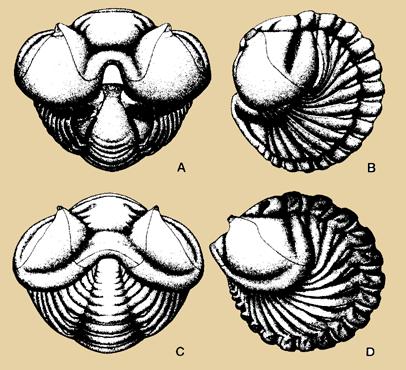 La stessa cosa avviene oggi nei crostacei isopodi che arrotolandosi formano una capsula subsferica molto resistente.