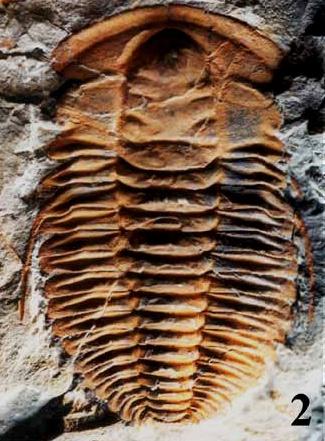 forme più primitive dei trilobiti del