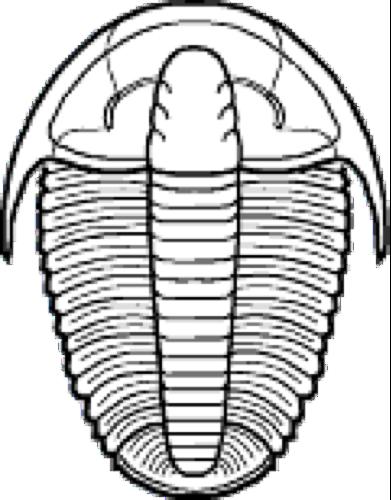 Ordine Ptychopariida (Cambriano Inf.