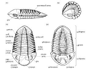 Morfologia Cephalon Lato dorsale e ventrale b) Lato ventrale a)