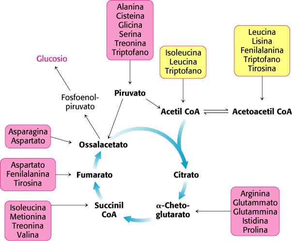 Destino degli scheletri carboniosi degli amminoacidi Gli amminoacidi glucogenici sono colorati in violetto,