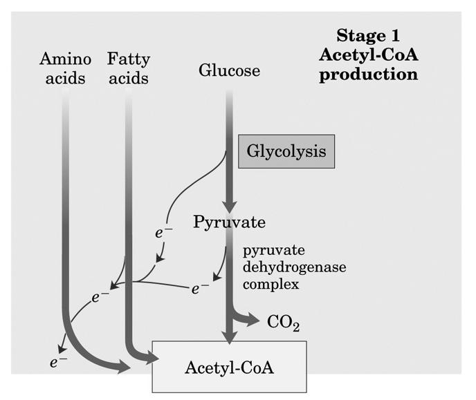 O 6 + 6O 2 6CO 2 + 6H 2 O Processi molecolari in cui è coinvolto il