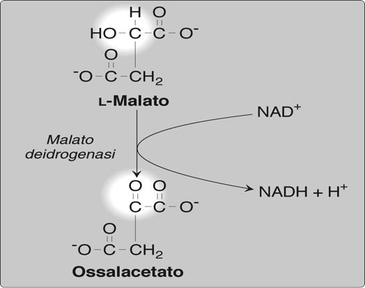 TAPPA CONVERSIONE DEL SUCCINIL-CoA A SUCCINATO E GTP L energia rilasciata dall idrolisi del legame tioestere viene usata per la sintesi