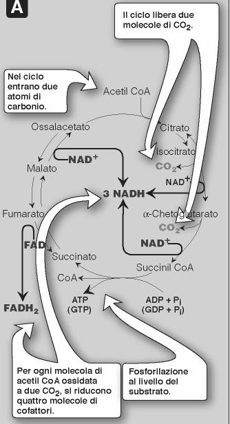 TAPPA OSSIDAZIONE DEL SUCCINATO A FUMARATO Negli eucarioti la succinato deidrogenasi è legata saldamente alla membrana interna dei