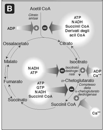 Ogni giro del ciclo produce 3 molecole di NADH 1 molecola di FADH 2 1 molecola di GTP La regolazione del ciclo dell acido citrico avviene sia al livello dell entrata del carburante metabolico sia