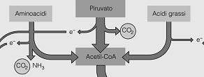 L energia rilasciata in questo trasferimento DI