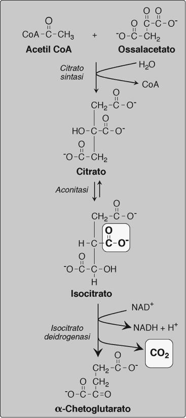 isocitrato attraverso il