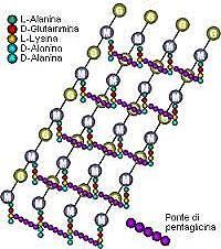 Protezione dai danni di tipo osmotico Mantiene la forma del batterio Protegge da