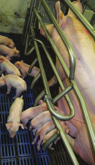 ECONOMIA Tab. 2 - Produzione di carne (2014) Spagna Danimarca Francia Germania Paesi Bassi Italia Ue 28 Prod. 2014 (.000 t) 3.620 1.594 1.944 5.507 1.371 1.487 22.