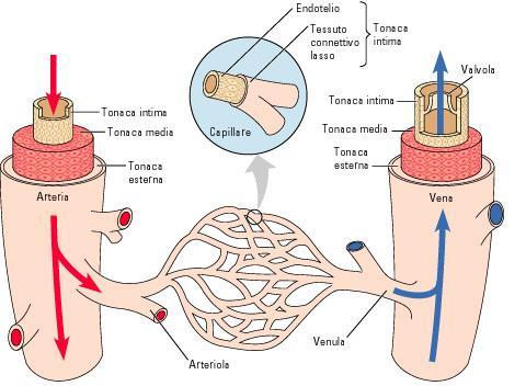 Figura 1: Struttura dei vasi sanguiferi La tonaca intima (o tonaca interna) è costituita da uno strato di cellule endoteliali al di sotto del quale è presente un sottile strato di tessuto connettivo