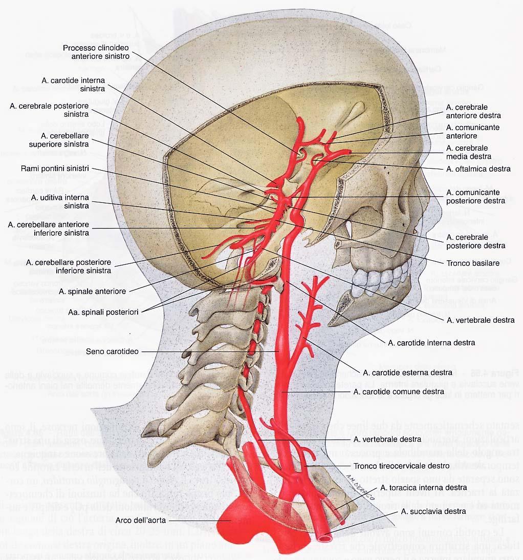 L aorta ascendente ha una lunghezza di cinque centimetri, decorre nel sacco pericardico ed emette due soli rami collaterali, le arteria coronarie destra e sinistra, ossia le arterie nutritizie del