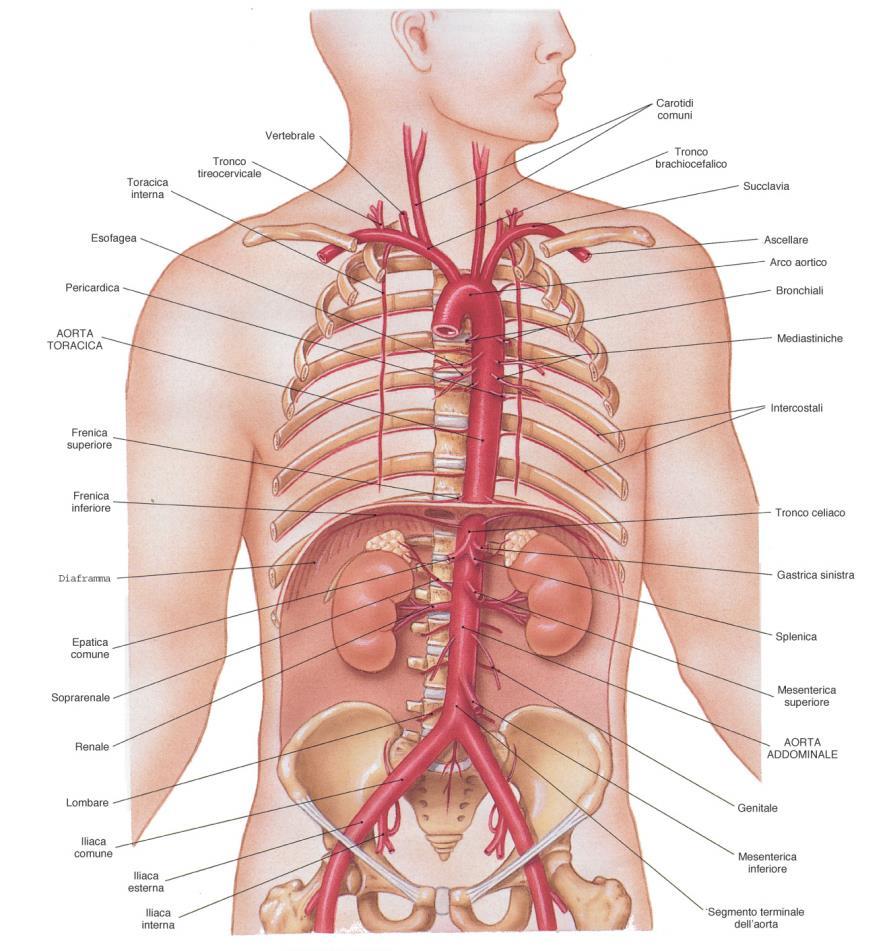 carotide interna dando origine in corrispondenza della base cranica ad un anello arterioso a contorno poligonale, il poligono arterioso del Willis che provvede alla vascolarizzazione dell encefalo.