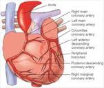 VASI DEL CUORE Dal bulbo aortico => 2 arterie coronarie destra e sinistra Sinistra: si divide in un ramo interventricolare sinistro ed in un ramo circonflesso Destra: decorso prima circonflesso poi