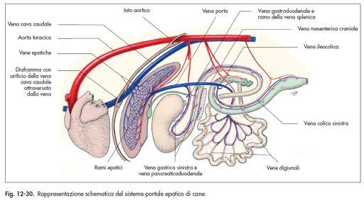 VASI SANGUIGNI Grandi vasi in prossimità del cuore Testa Aorta: dal