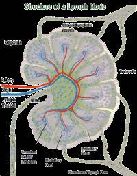 trabecole che dividono il linfonodo in logge corticali e canali midollari Nelle logge corticali i linfociti si aggregano in