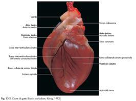 ATRII Collocati alla base del cuore Atrio destro e sinistro sono separati nella vita