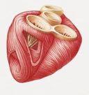 cardiaca atriale da ventricolare, tranne che per una