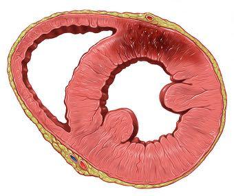 Miocardio: sottile nella parete degli atrii, molto spesso nel ventricolo sinistro.