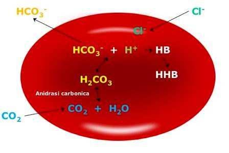 Il recupero del bicarbonato Nel globulo rosso U14 I globuli rossi non producono CO2 Il recupero